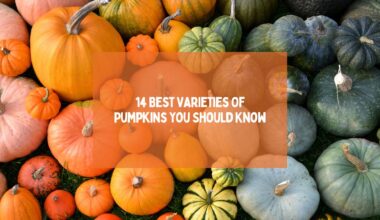 14 Best Varieties Of Pumpkins