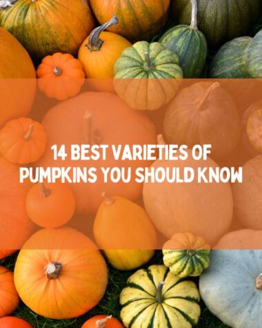 14 Best Varieties Of Pumpkins