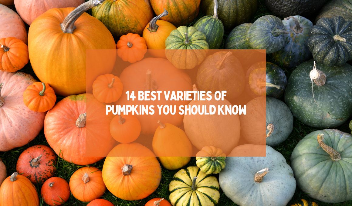 14 Best Varieties Of Pumpkins You Should Know Happiness Pumpkin 14-best-varieties-of-pumpkins-you-should-know-happiness-pumpkin