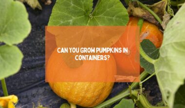 Can You Grow Pumpkins In Containers
