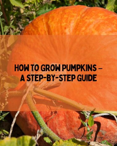 How To Grow Pumpkins