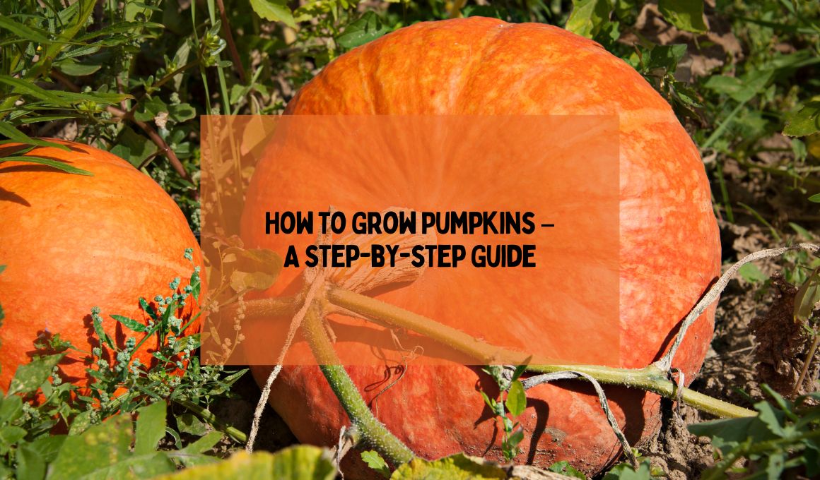 How To Grow Pumpkins A Stepbystep Guide Happiness Pumpkin