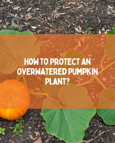 Protect An Overwatered Pumpkin Plant