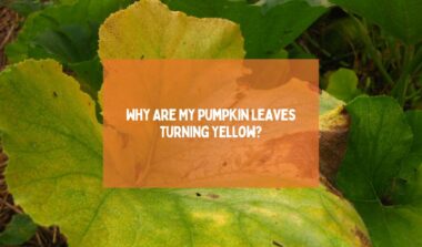 Pumpkin Leaves Turning Yellow