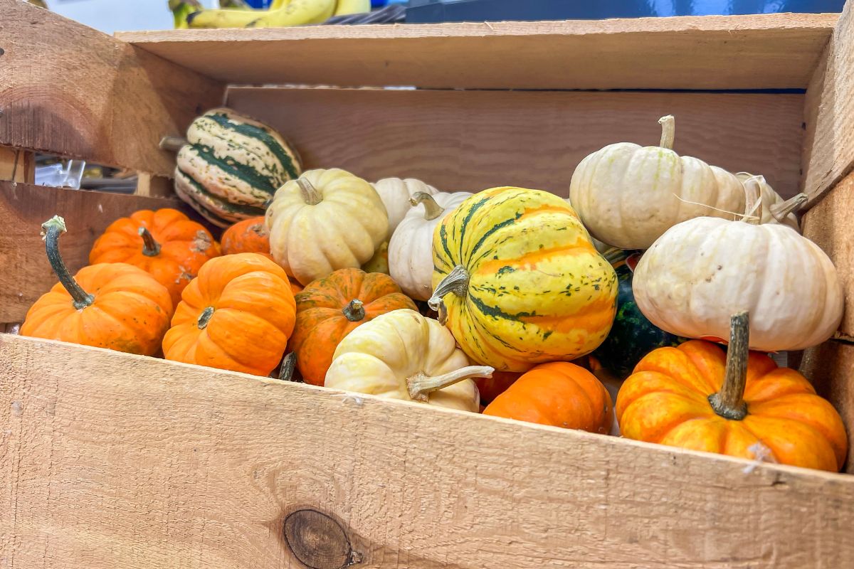 Harvest And Store Your Pumpkins