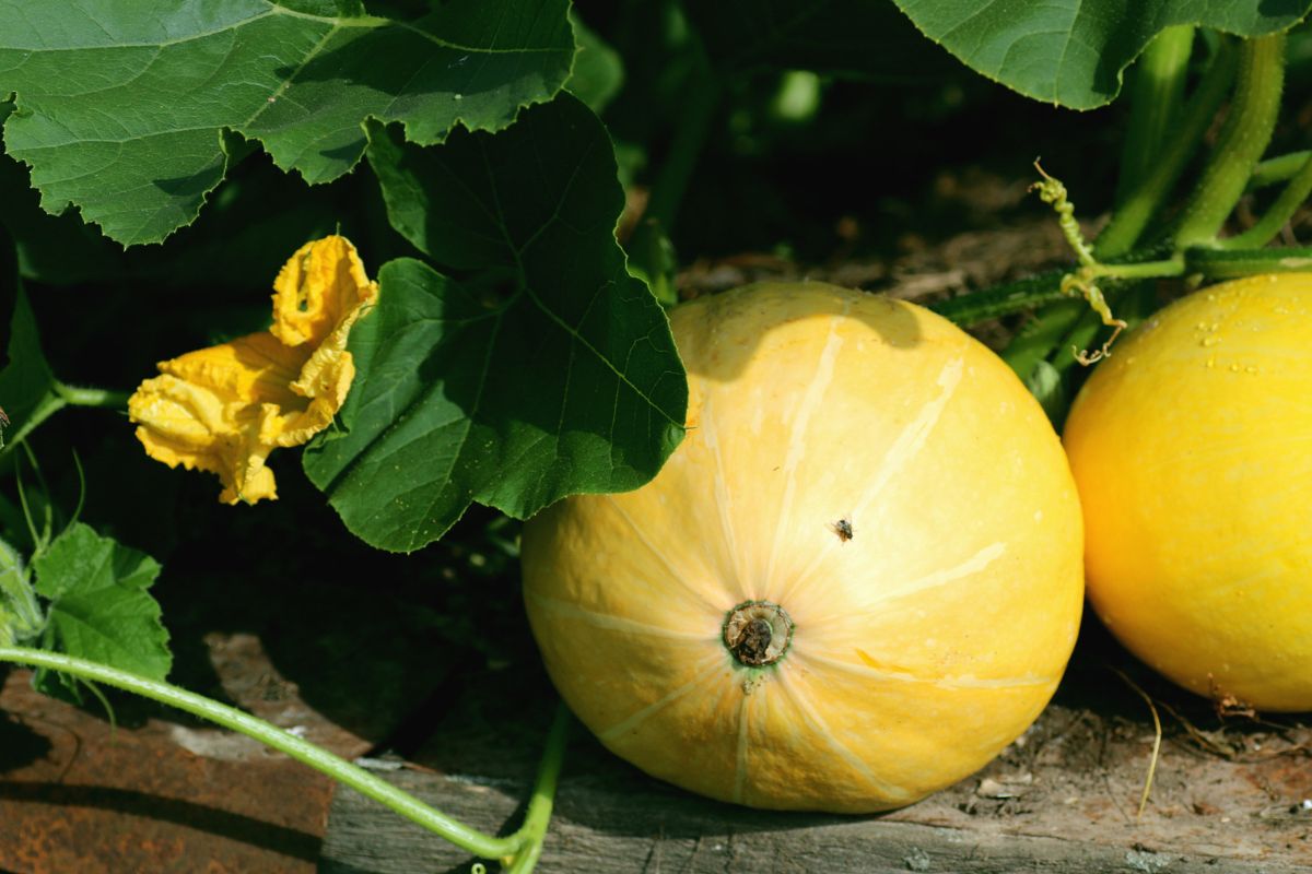 Step-by-step Instructions For Growing Pumpkin
