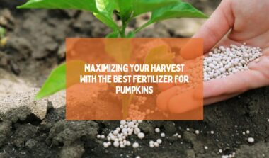 Best Fertilizer For Pumpkins