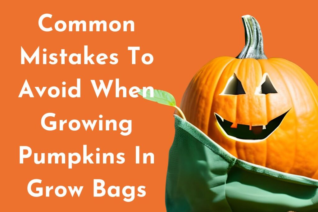 Common Mistakes To Avoid When Growing Pumpkins In Grow Bags