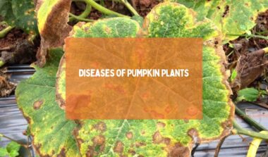 Diseases Of Pumpkin Plants
