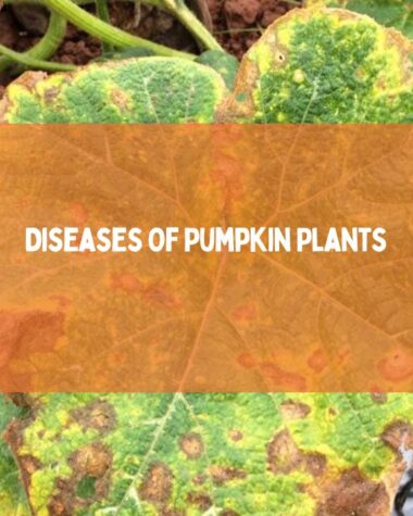 Diseases Of Pumpkin Plants