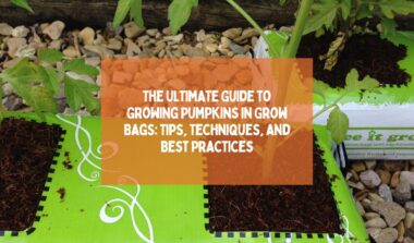 Growing Pumpkins in Grow Bags
