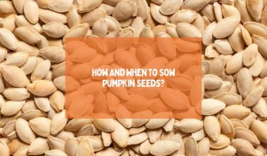 How And When To Sow Pumpkin Seeds