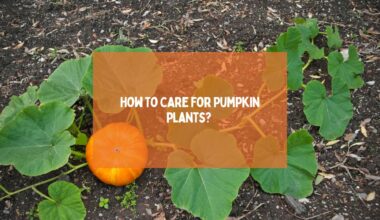 Care For Pumpkin Plants 