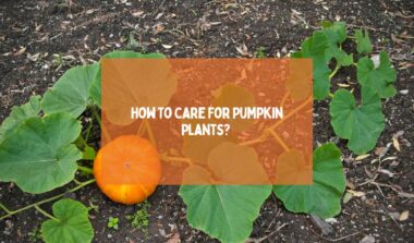 Care For Pumpkin Plants 