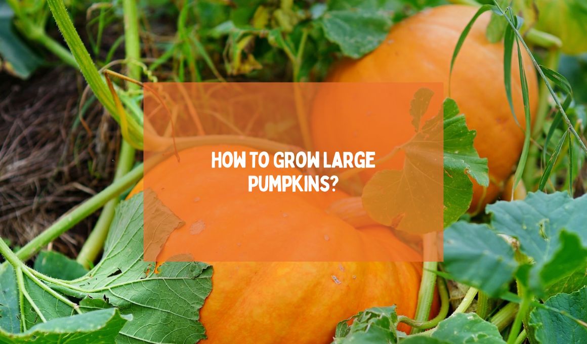 How to grow large pumpkins happiness pumpkin