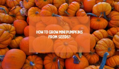 Grow Mini Pumpkins From Seeds