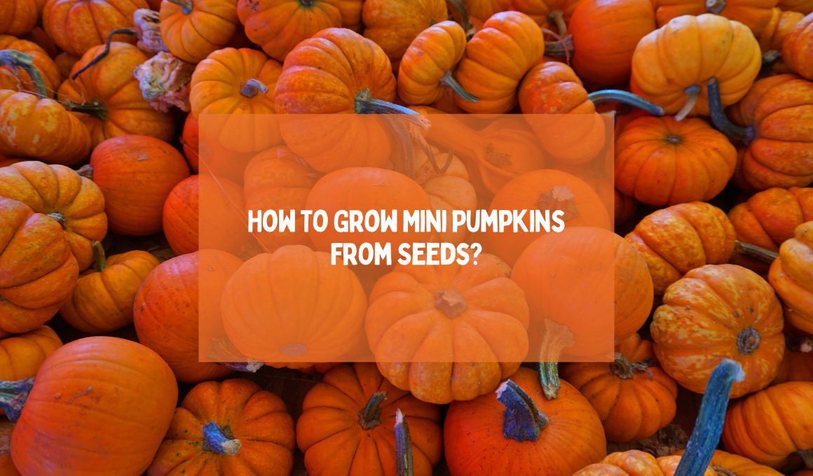 How To Grow Mini Pumpkins From Seeds Happiness Pumpkin   How To Grow Mini Pumpkins From Seeds 