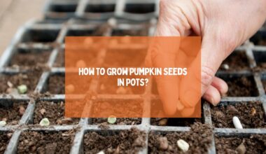 Grow Pumpkin Seeds In Pots
