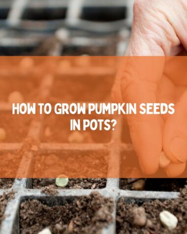 Grow Pumpkin Seeds In Pots
