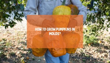 Grow Pumpkins In Molds
