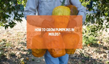 Grow Pumpkins In Molds