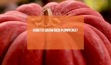 Grow Red Pumpkins