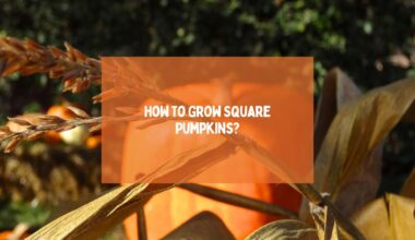 Grow Square Pumpkins