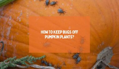 Keep Bugs Off Pumpkin Plants