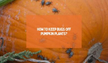 Keep Bugs Off Pumpkin Plants