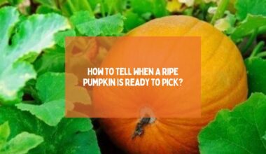 How To Tell When A Ripe Pumpkin Is Ready To Pick
