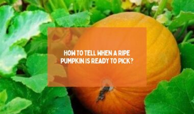 How To Tell When A Ripe Pumpkin Is Ready To Pick