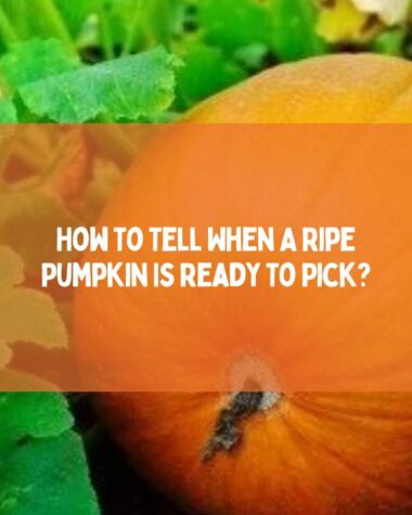 How To Tell When A Ripe Pumpkin Is Ready To Pick
