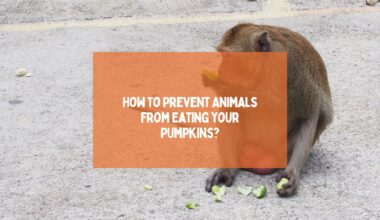 Prevent Animals from Eating your Pumpkins