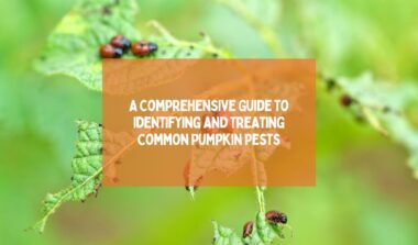Identifying and Treating Common Pumpkin Pests