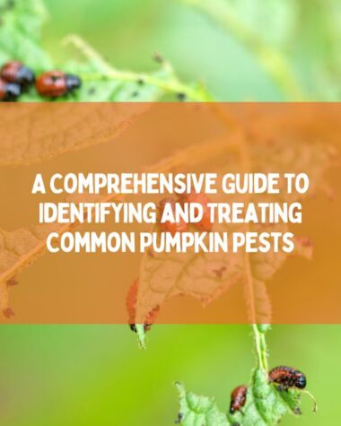 Identifying and Treating Common Pumpkin Pests
