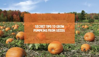 Secret Tips To Grow Pumpkins From Seeds