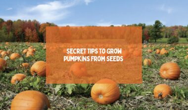 Secret Tips To Grow Pumpkins From Seeds