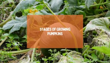 Stages Of Growing Pumpkins