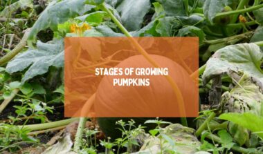Stages Of Growing Pumpkins