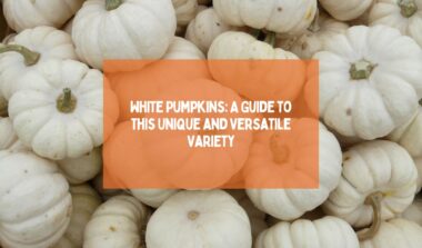 White Pumpkins