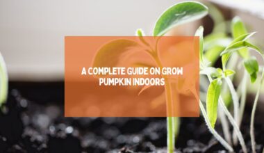 A Complete Guide On Grow Pumpkin Indoors