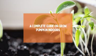 A Complete Guide On Grow Pumpkin Indoors