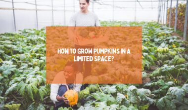 How To Grow Pumpkins In A Limited Space