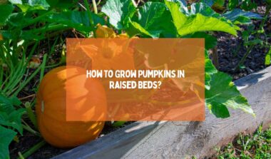 How To Grow Pumpkins in Raised Beds