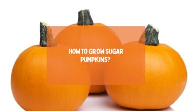 How To Grow Sugar Pumpkins 