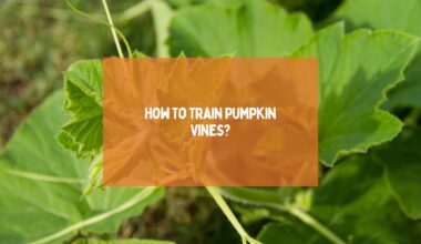 How To Train Pumpkin Vines