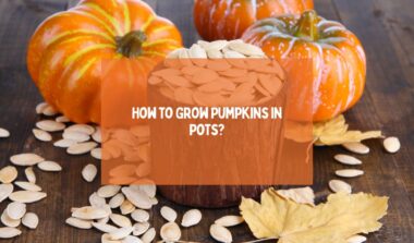 How to Grow Pumpkins in Pots