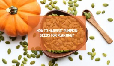 How to Harvest Pumpkin Seeds for Planting