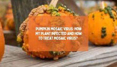 Pumpkin Mosaic Virus How My Plant Infected And How To Treat Mosaic Virus 