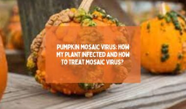 Pumpkin Mosaic Virus How My Plant Infected And How To Treat Mosaic Virus 